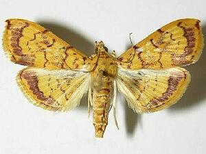 Portentomorpha xanthialis